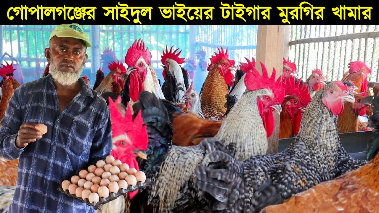 গোপালগঞ্জের উদ্যোক্তা সাইদুল ভাইয়ের টাইগার মুরগির খামার। টাইগার মুরগি পালনে লাভ বেশি। Morgi