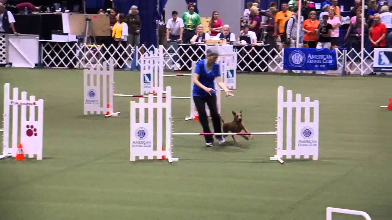 Irish Terrier Harper  at the 2015 AKC Agility Invitational