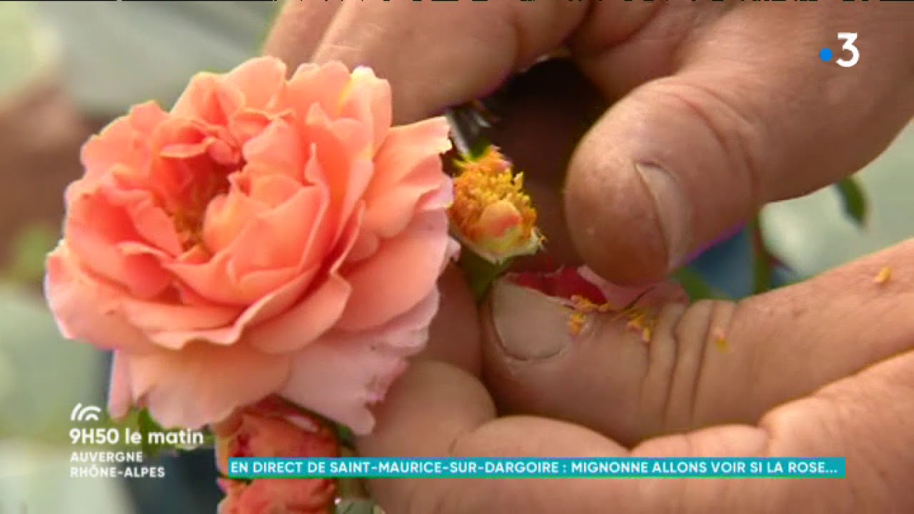 L'hybridation des roses : démonstration par Fabien Ducher