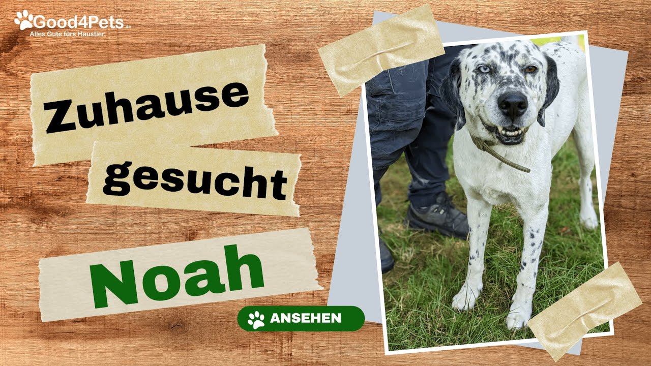 Zuhause gesucht - NOAH vom Tierheim Krefeld | Good4Pets.de