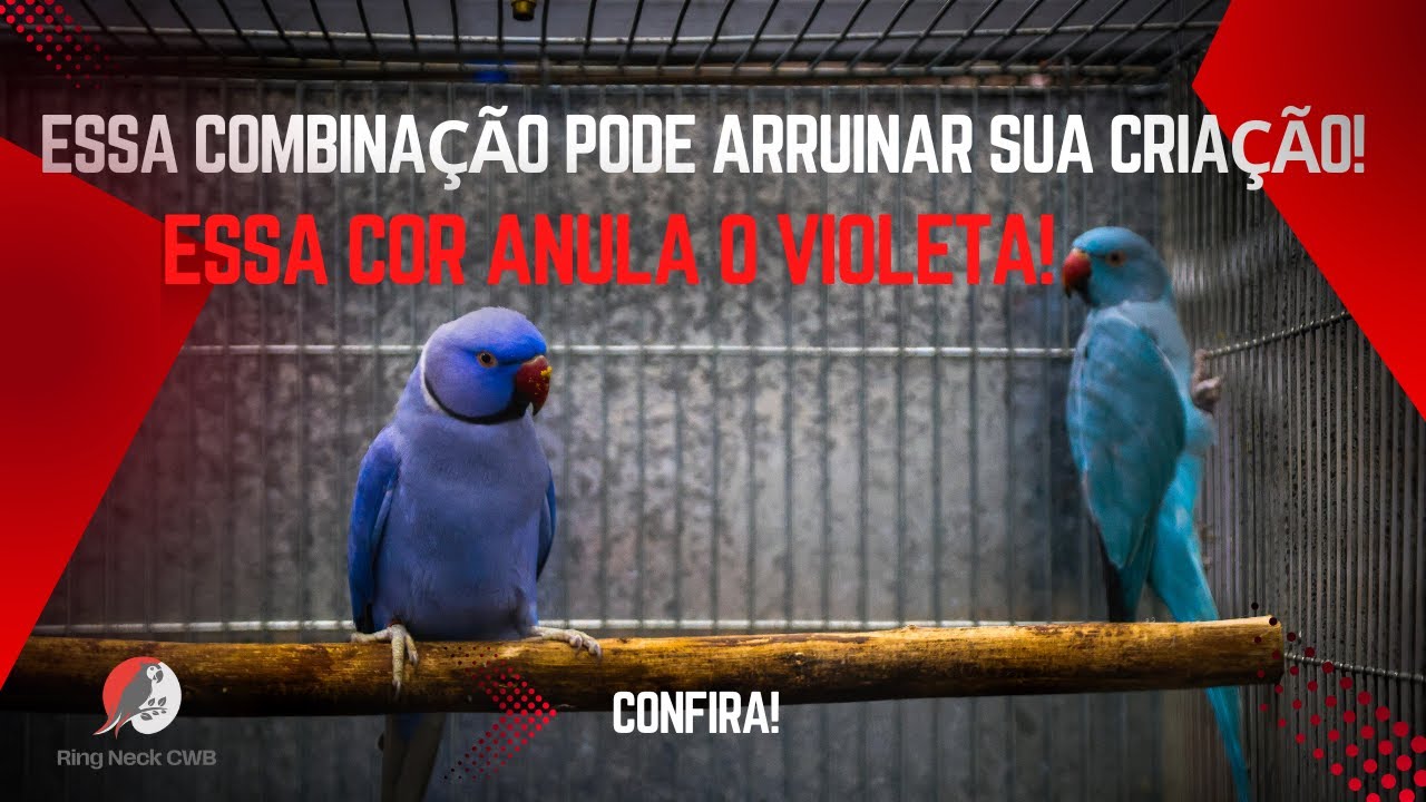 RING NECK VIOLETA + ESSA COR? JAMAIS FA&Ccedil;A ESSA COMBINA&Ccedil;&Atilde;O!
