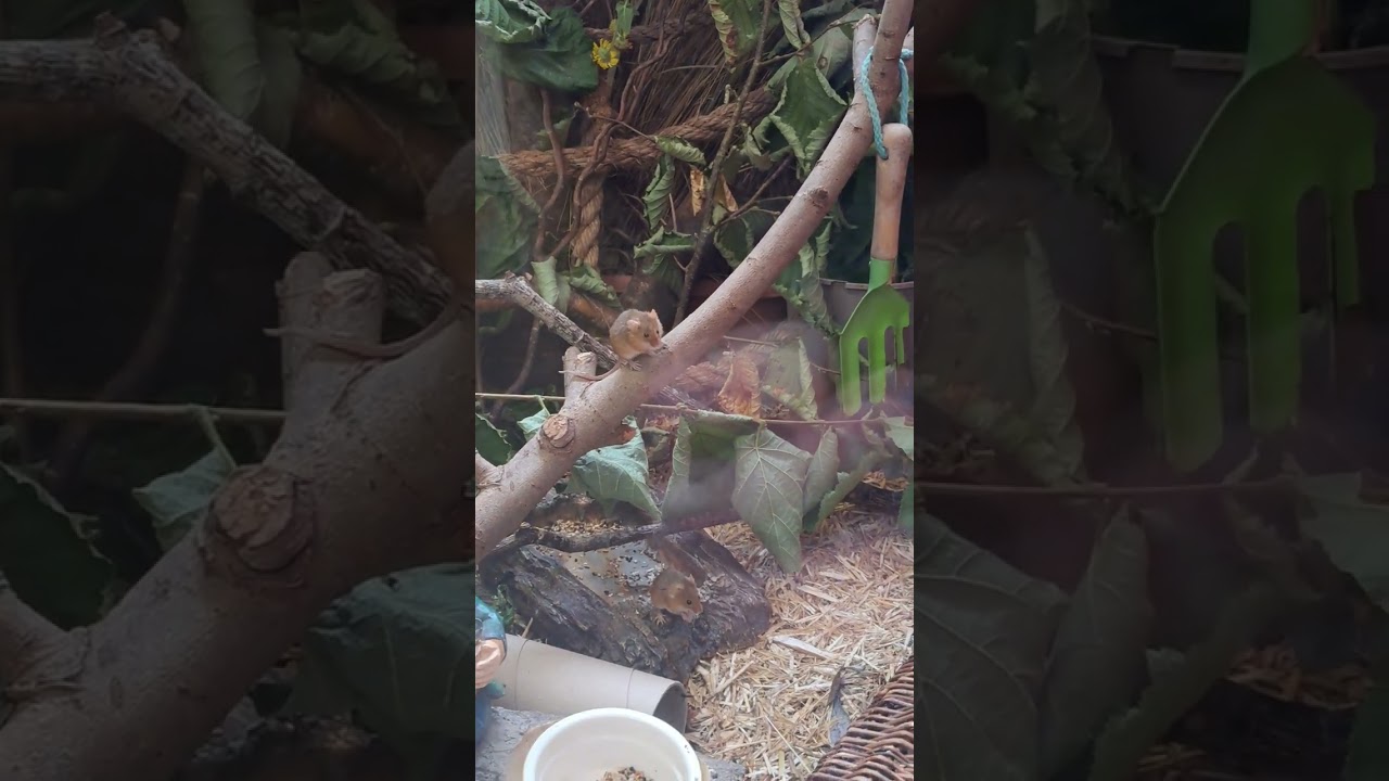 Harvest mouse enclosure.  Slimbridge WWT