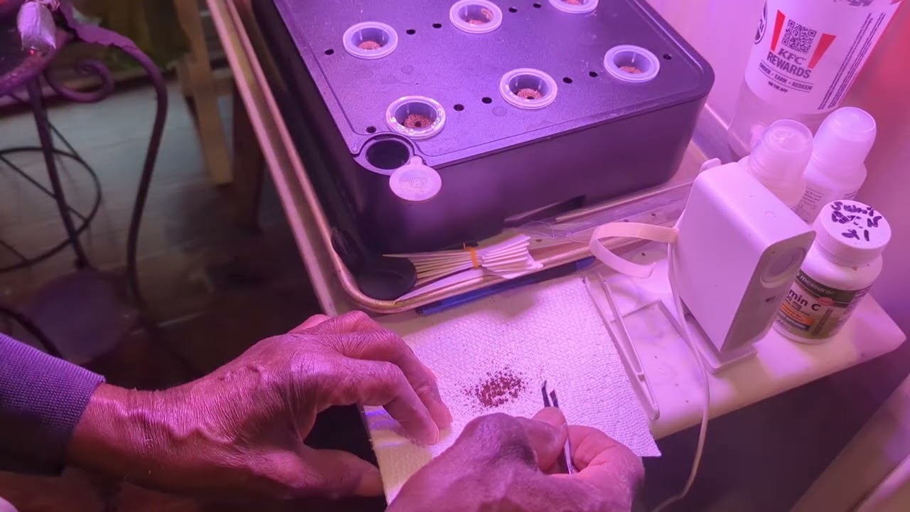 #howto grow Oregano in hydroponics in our zone 
