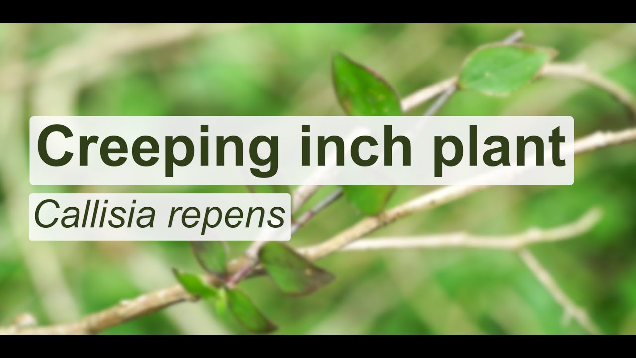 How to control creeping inch plant on your property
