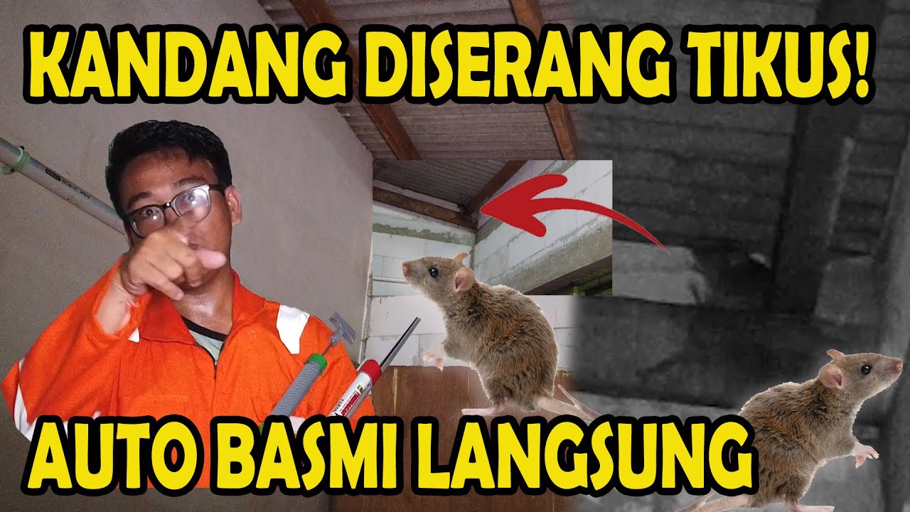 TIKUS MULAI MENYERANG KANDANG LAGI | LANGSUNG KITA PER4NG LAWAN TIKUS