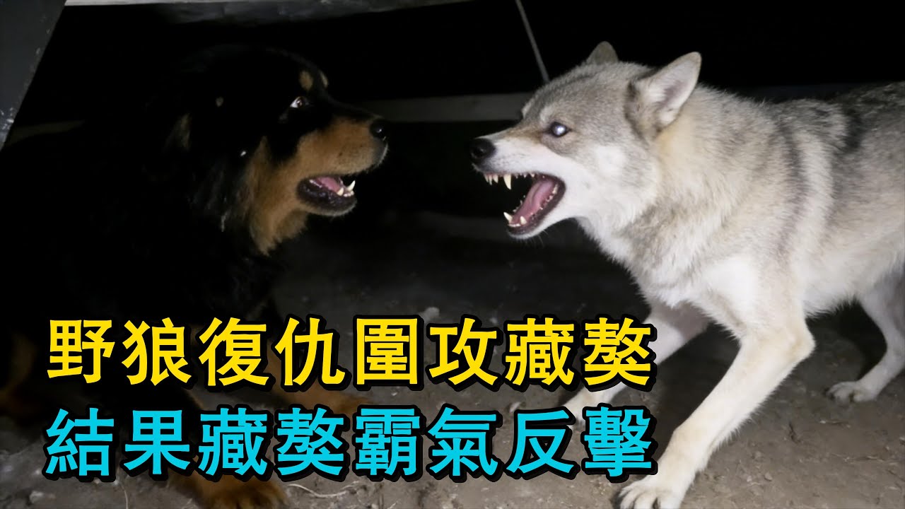 野狼爬圍擋偷襲家畜，卻被藏獒當場放倒！野狼復仇圍攻藏獒，結果藏獒霸氣反擊！狼群一直悄悄尾隨在羊群身後，牧羊人用古老的方法抵禦野狼！
