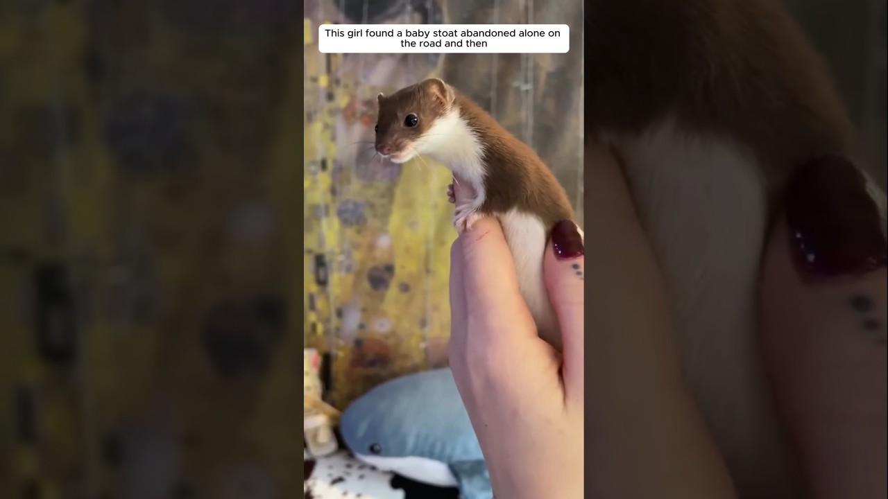 This girl found a baby stoat abandoned alone on the road and then