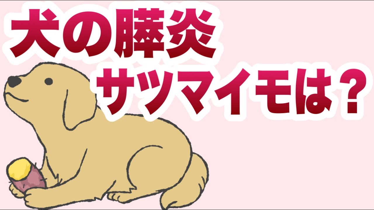 犬の膵炎｜食事にさつまいもはどう？【獣医師解説】