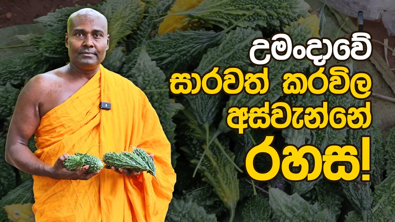 උමංදාවේ සාරවත් කරවිල අස්වැන්නේ රහස ! #umandawa  #2022  #පුනරුදය2022