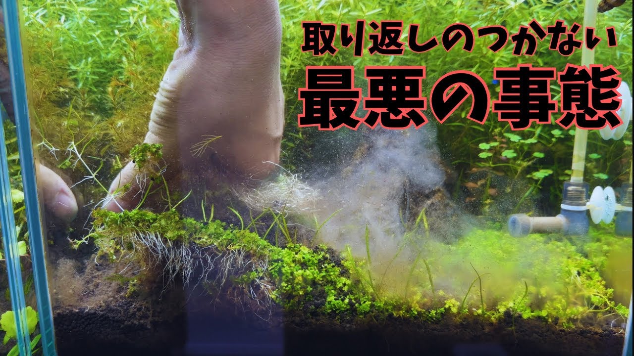水草水槽が最悪の事態になりました。　#アクアリウム
