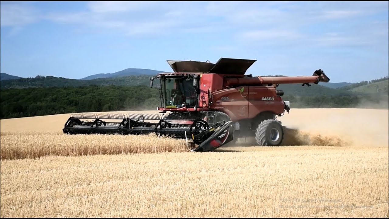 Žatva pšenice ozimnej 2022 CASE IH 8250 AXIAL-FLOW/John Deere 7R 250/6155M/6620