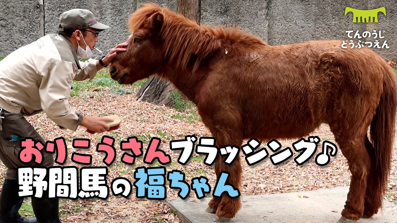 【天王寺動物園】日本在来のおうま♪野間馬の福ちゃん、おりこうブラッシング [Tennouji zoo] Noma-uma(Japanese native horse), Fuku-chan