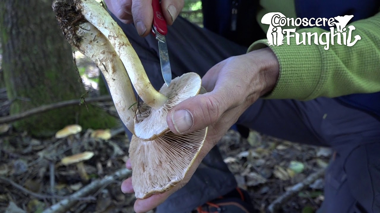 Conoscere i Funghi: Cortinarius triumphans [ NON COMMESTIBILE ]