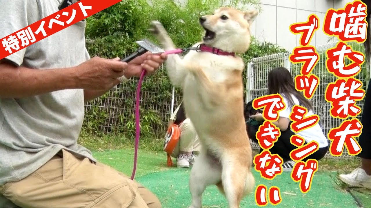 【噛む柴犬】ブラッシングできない⁉️ 309美原ドッグランイベント犬の問題行動なんでも相談会