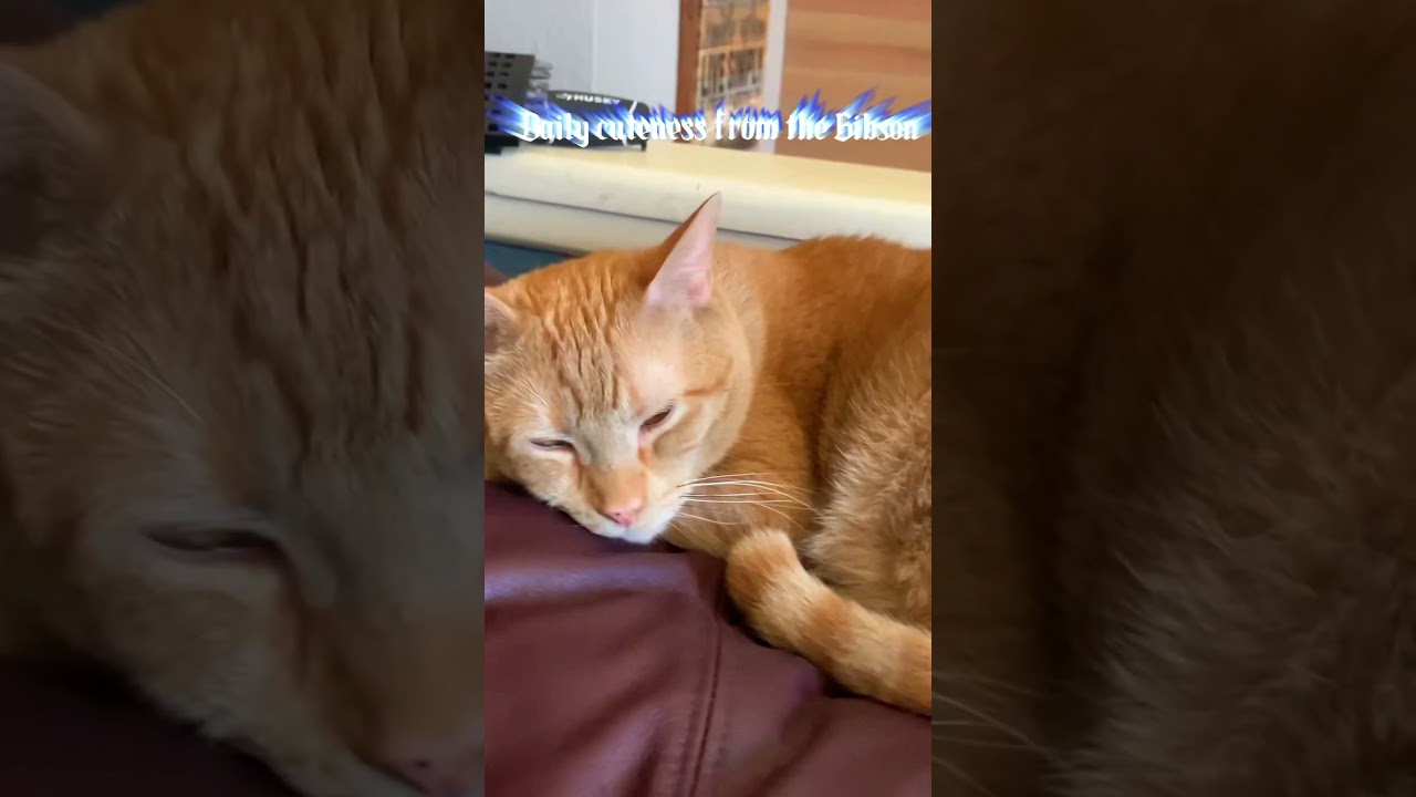 #dailycuteness