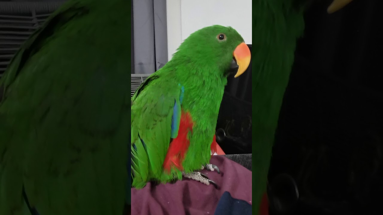 Talking 2 year old Eclectus Parrot