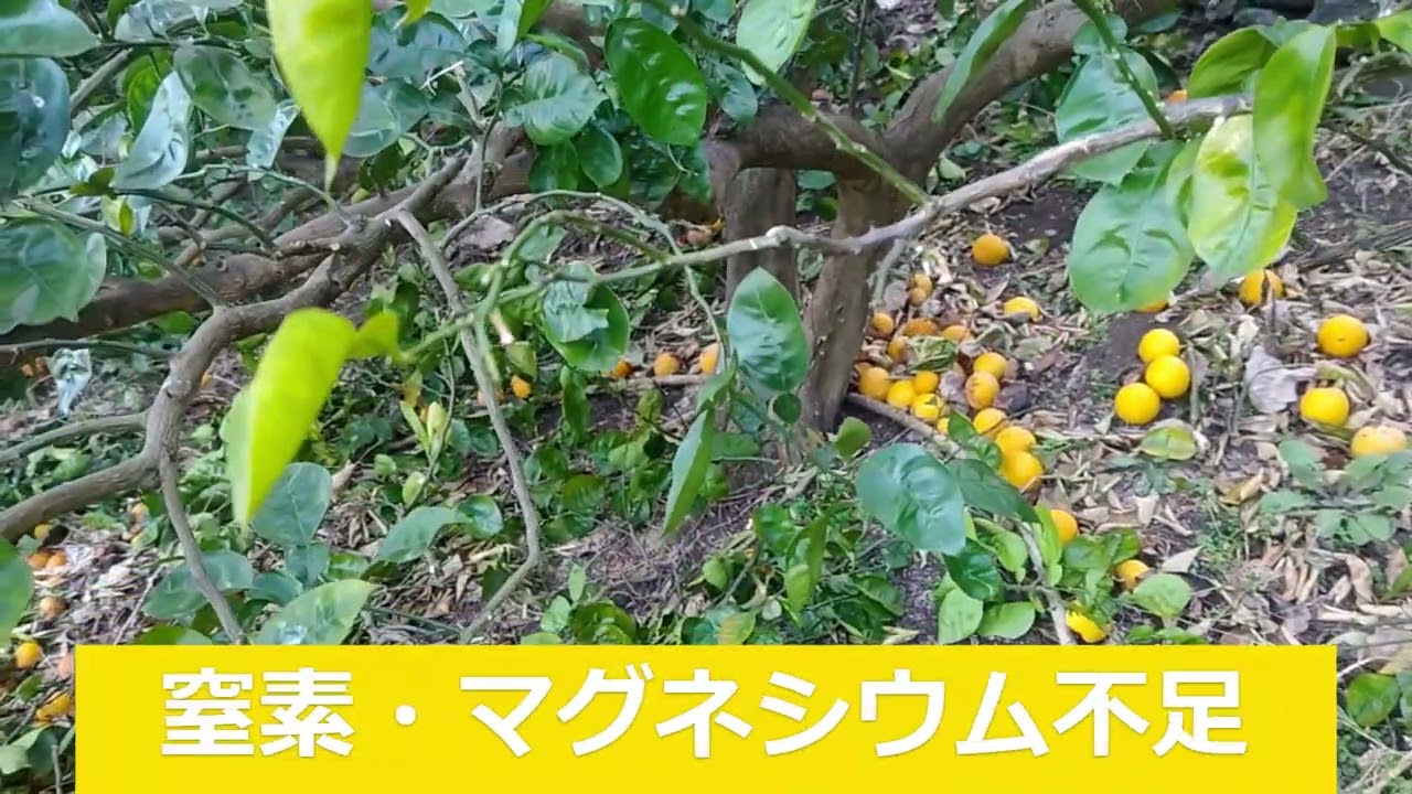 カボス・みかんの剪定3