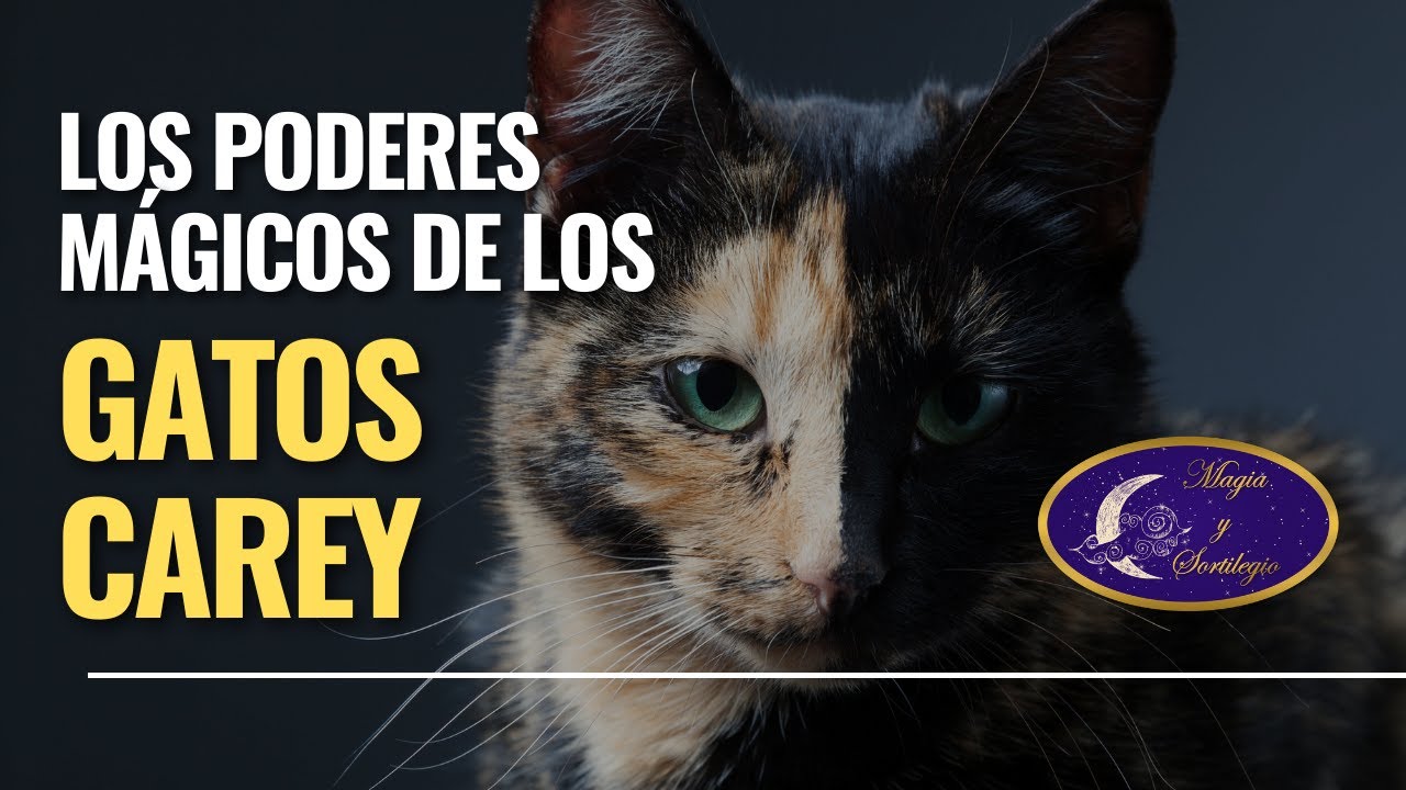 Los poderes m&aacute;gicos de los gatos carey