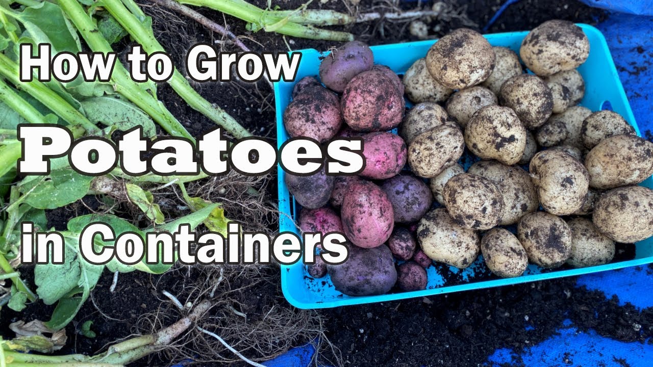 How to Grow Potatoes in Containers and Bags🥔🥔 | Easy Step by Step Planting Guide