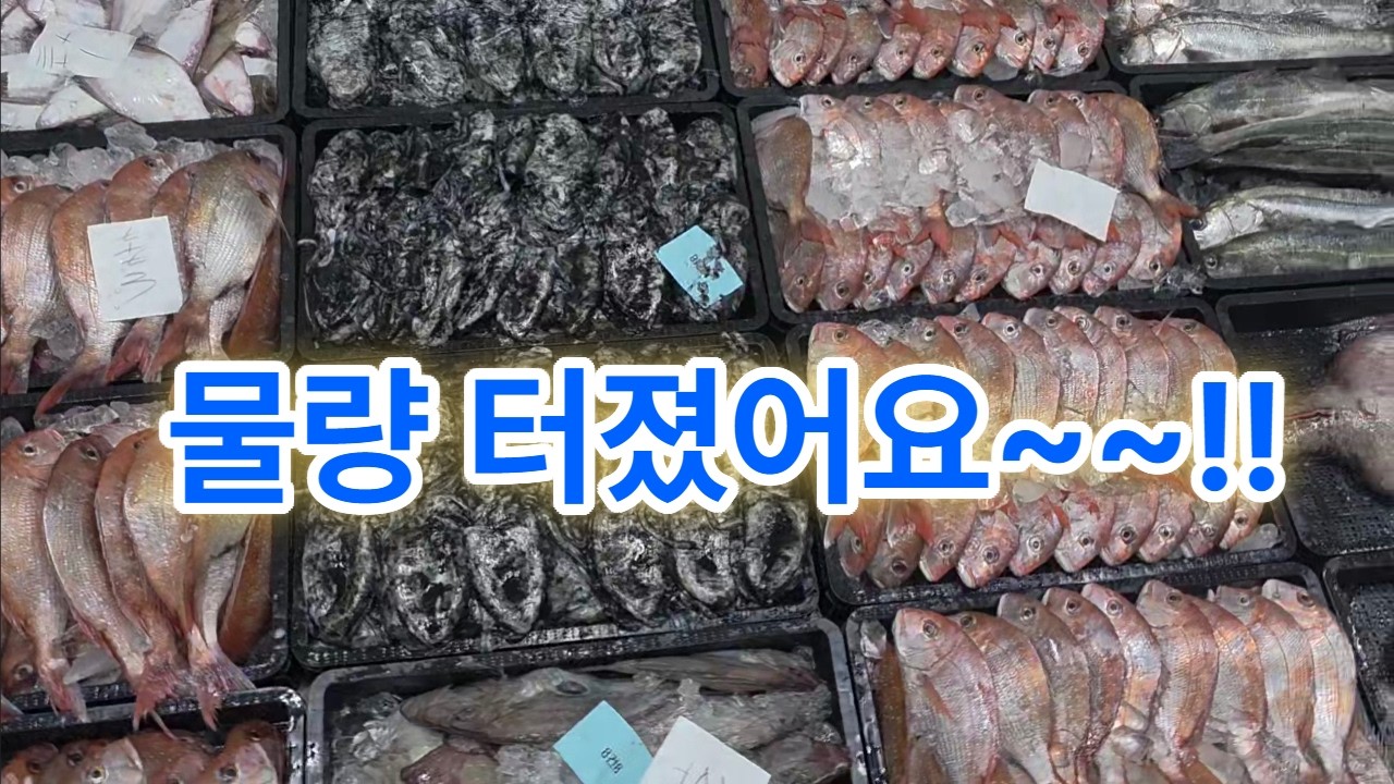 3월 6일 금요일 물량 많이 가져왔습니다 #참돔 #갑오징어 #금태 #농어 #아귀 #아구 #가자미 #용가자미 #참가자미 #달고기 #민어 #생선 #생선판매 #수산물 #수산물판매 #목포