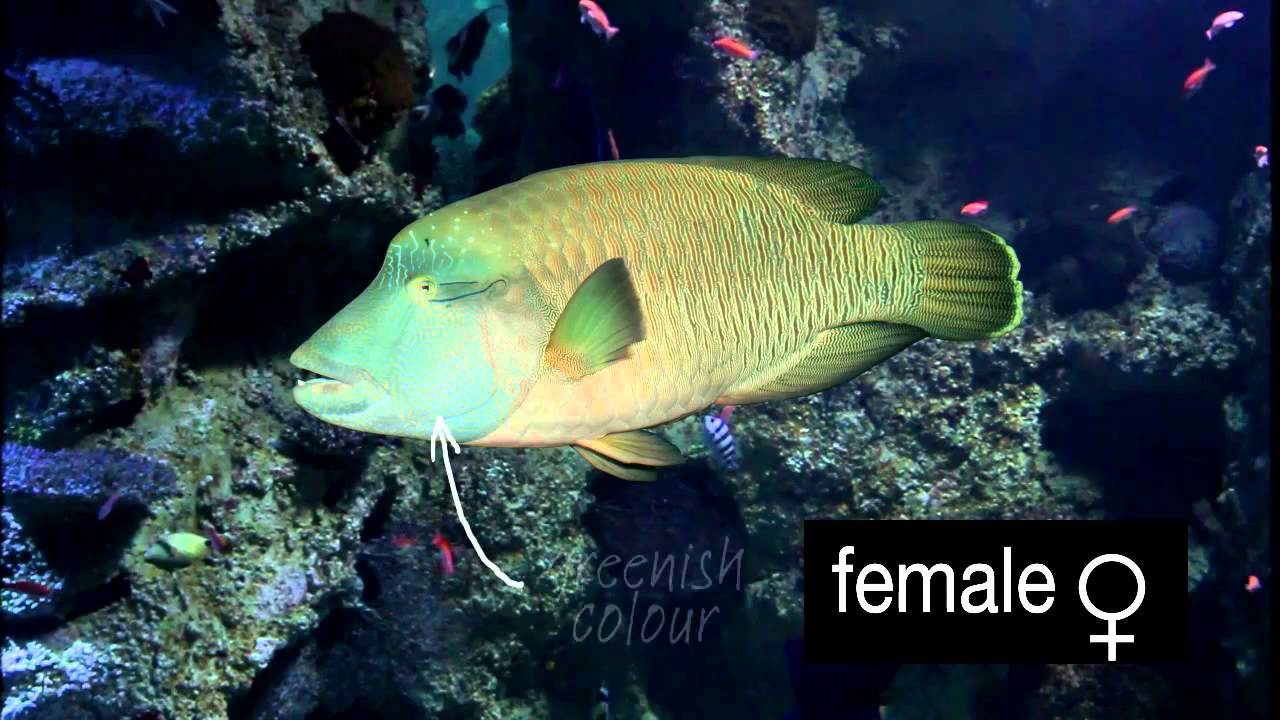 Maori Wrasse changing from female to male...