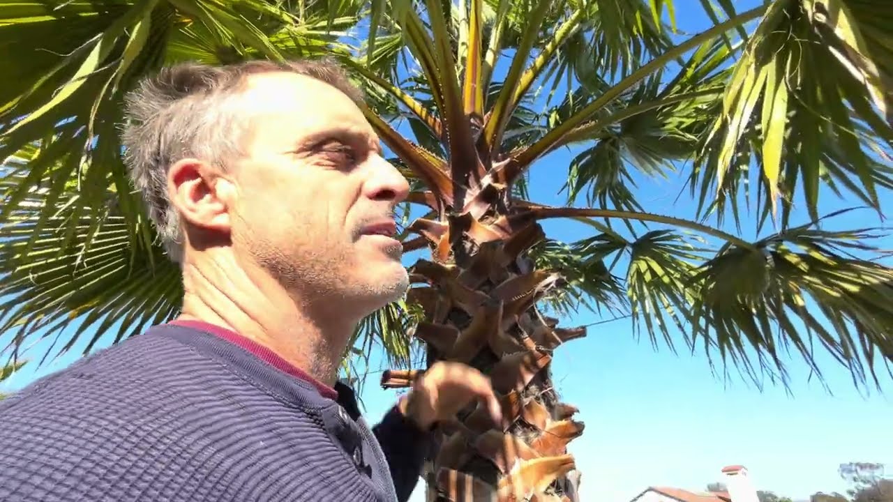 Black Diamond Scale Disease in Washingtonia Palms.