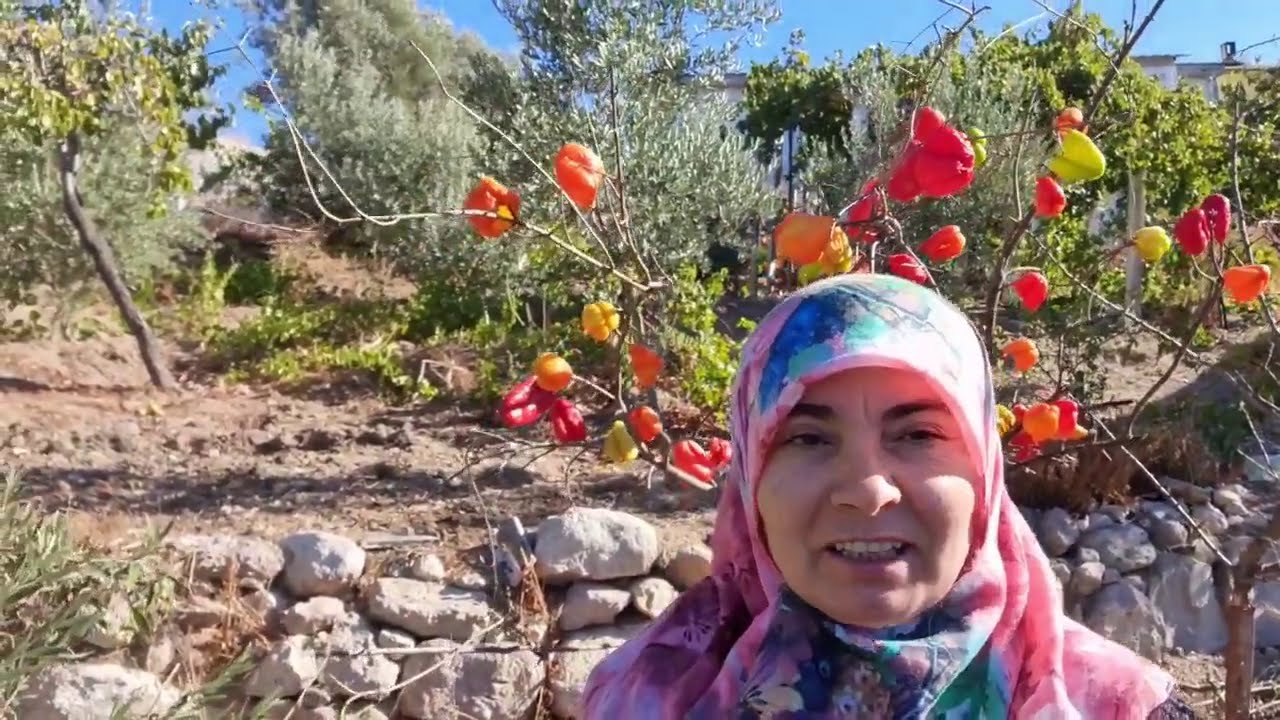 KIŞ ARMUTU NASIL SAKLANIR? | KIŞ ARMUTU TOPLADIK 🍐