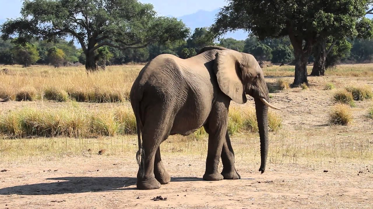 Elephant Standoff and Charge in Mana Pools National Park, Zimbabwe