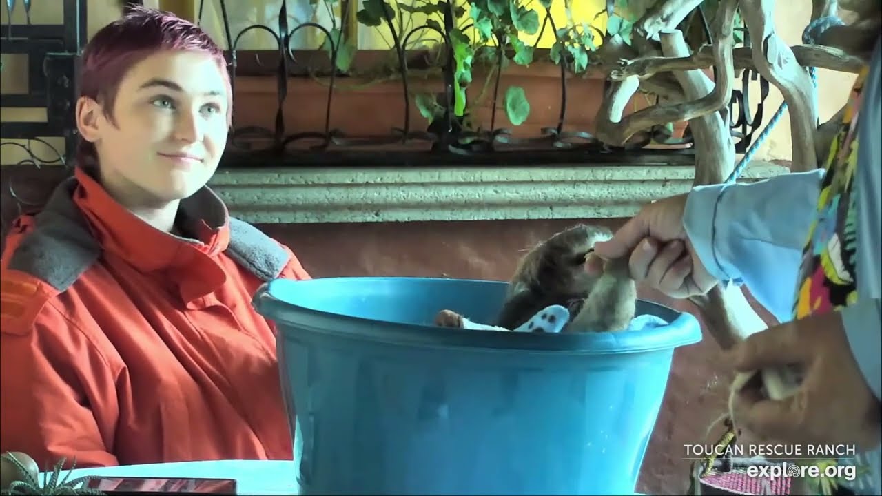 Baby Sloth Robin being adorable with Leslie @toucanrescueranch via Explore.org - Recorded 08/22/23
