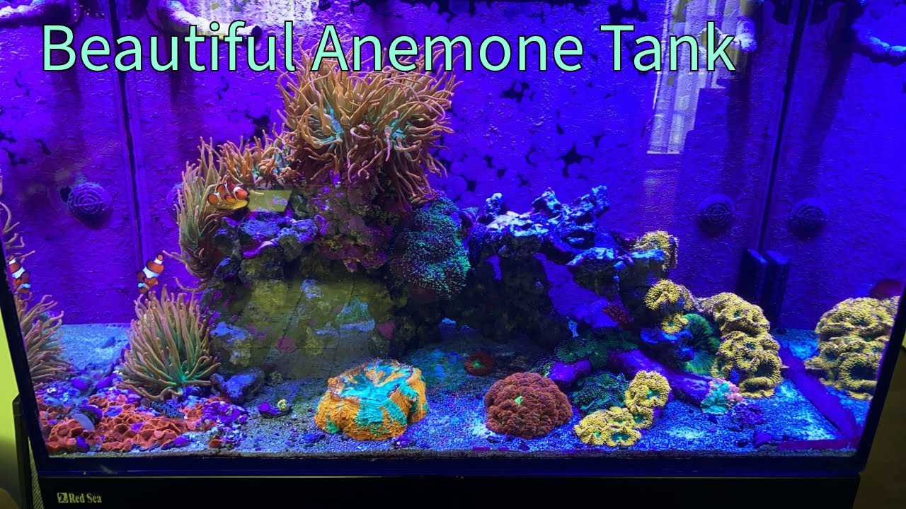 Beautiful Anemone Aquarium
