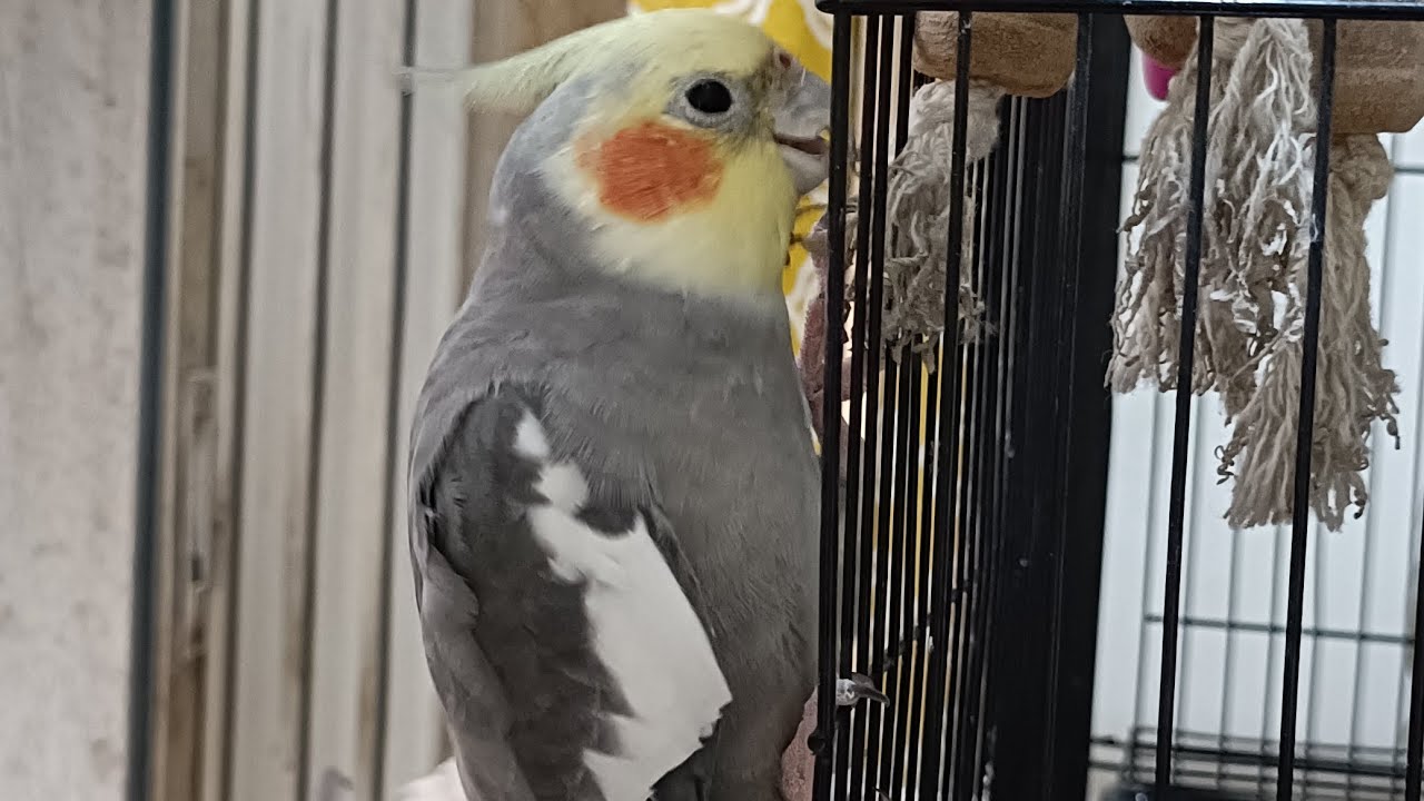 Crazy parrot's are flying #birds #parrot #pets #cockatiel #viral 