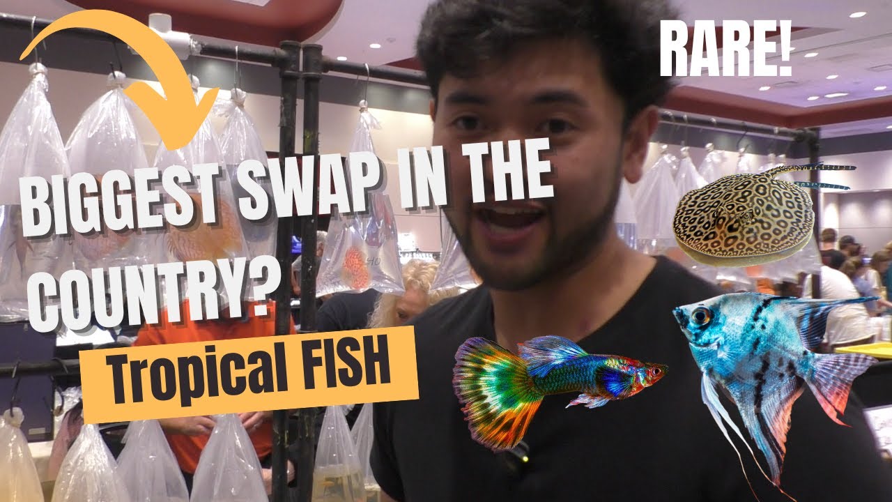 This Fish Swap will SHOCK you!!