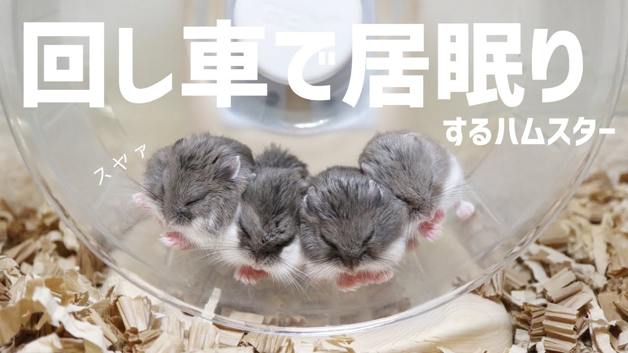 回し車で居眠りするハムスター