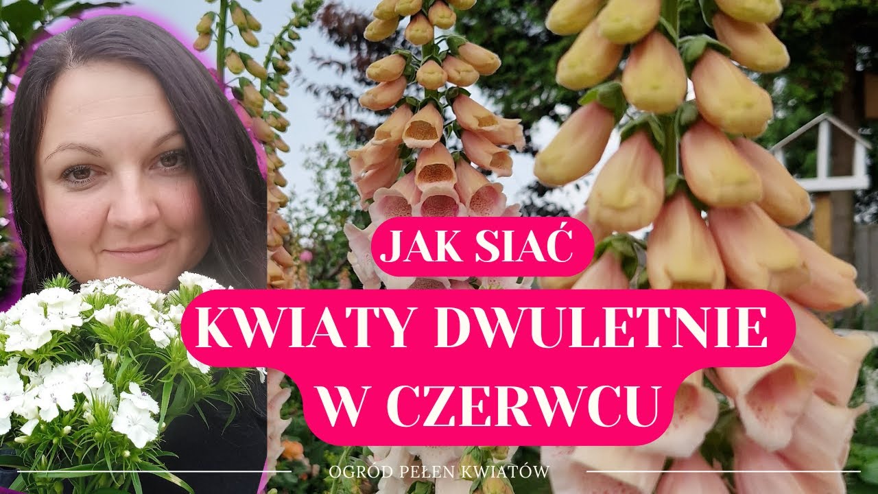 Jak siać kwiaty dwuletnie w czerwcu? Praktyczny poradnik ogrodniczki.