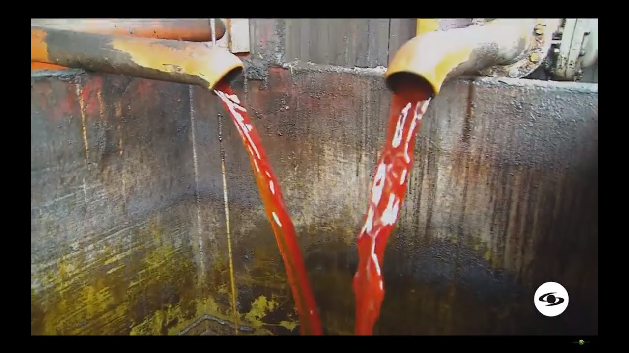 Palmicultura: paso a paso para la producción del aceite rojo de palma - La Finca de Hoy