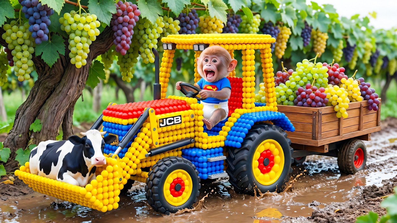Monkey Wiwi the JCB Tractor Excavator to Harvest Grapes & Rescues a Dairy Cow Stuck in Mud!