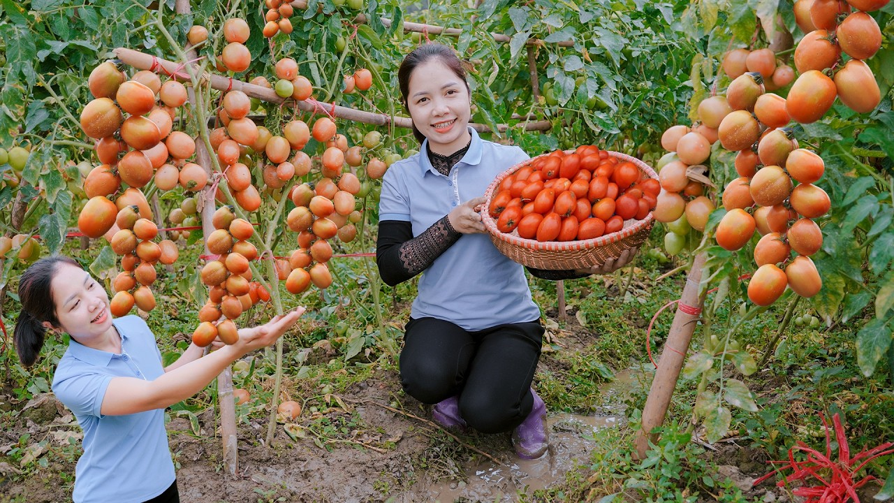 Harvesting 1000 kg Baby Tomatoes From Giant Village Garden Goes To Market Sell - Love Harvest