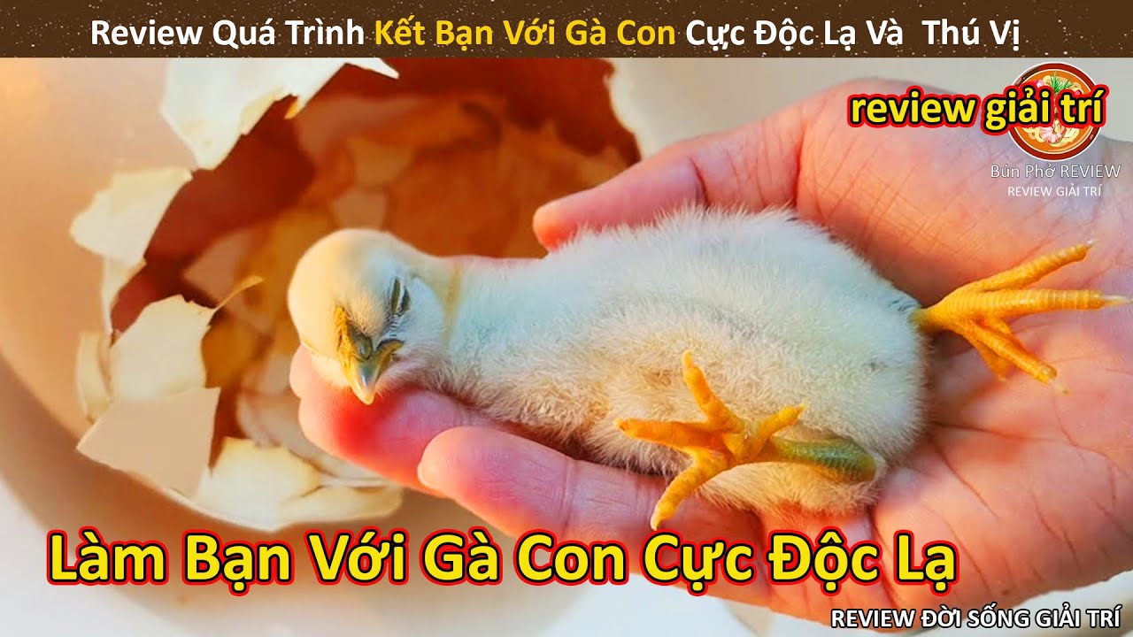Nh&iacute;m Cute Review qu&aacute; tr&igrave;nh kết bạn với G&agrave; Con Cực Độc Lạ v&agrave; Th&uacute; Vị || Review Giải Tr&iacute; Đời Sống