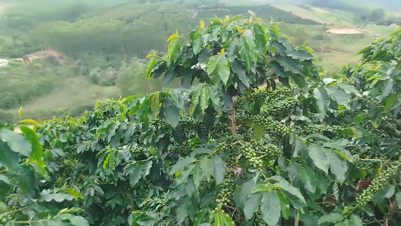 UM SÍTIO COM 20 MIL PLANTAS DE CAFÉ, A VENDA.