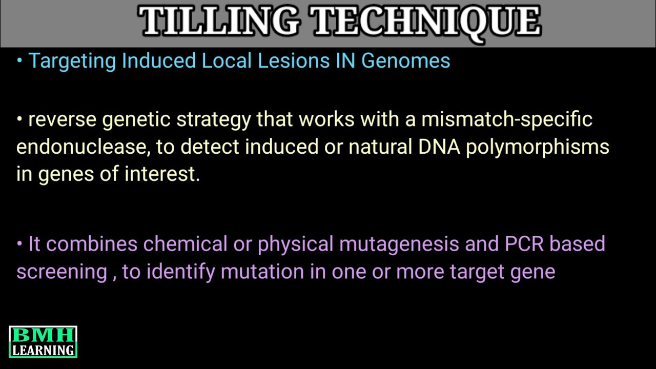 Tilling | Targeted Induced Local Lesions In The Genome | Tilling Genetics |