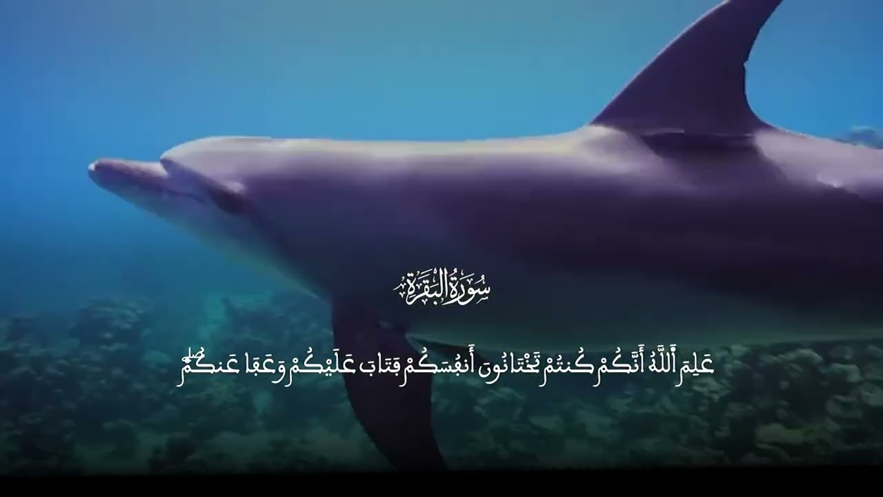 سورة البقرة القارئ عبدالله بركادي 