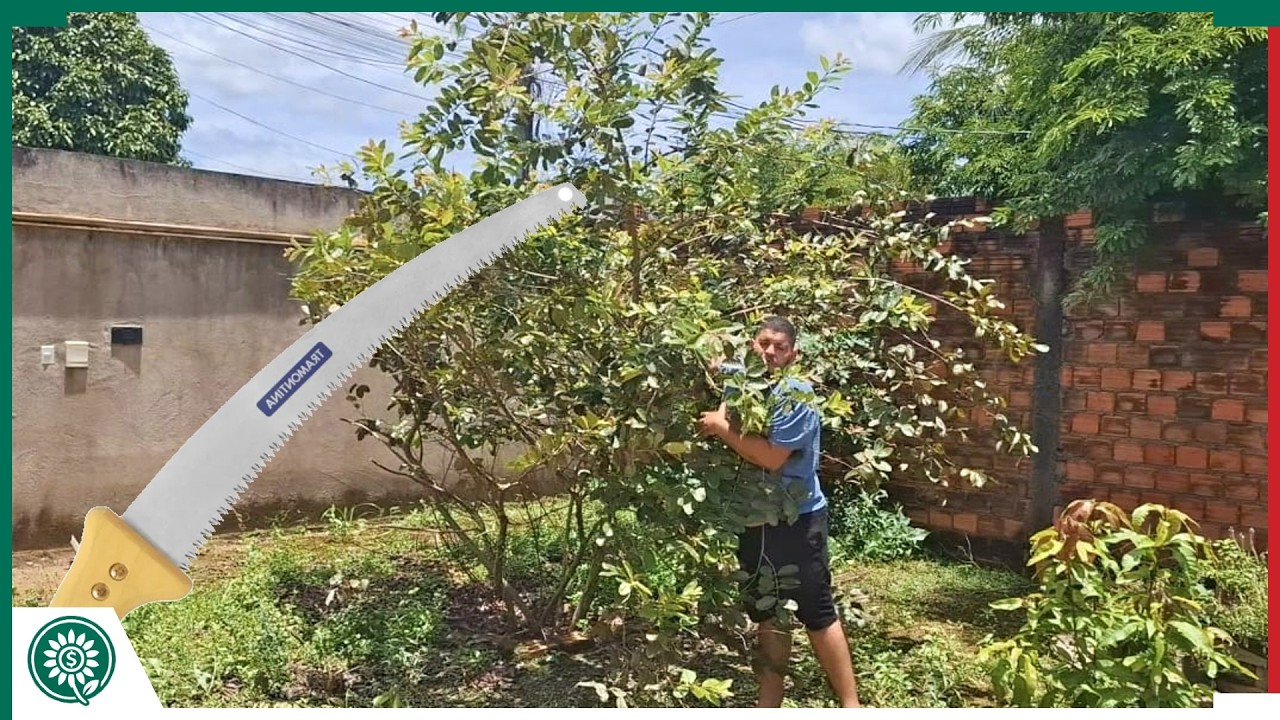 Como NÃO podar uma Goiabeira?