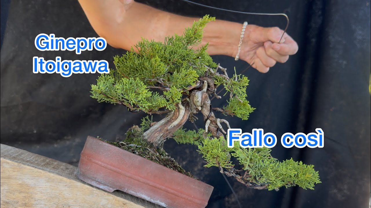 DA ERRORE A SUCCESSO. Il metodo segreto per il mio Ginepro Itoigawa Bonsai. Lavoralo così 