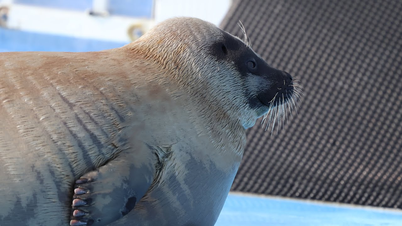 餌待ちのﾑｰﾑｰ姫🦭月ちゃん🌕(Tsuki)