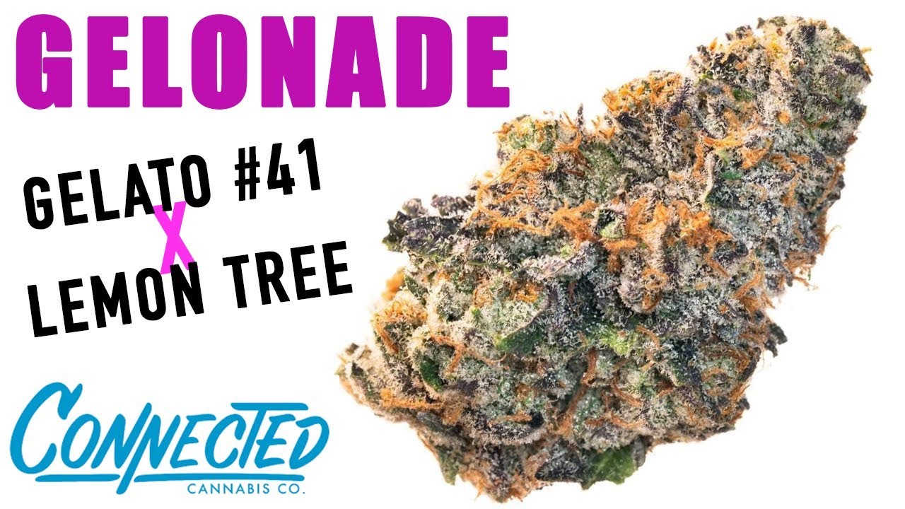 GELONADE WEED REVIEW (Lemon Tree x Gelato #41)