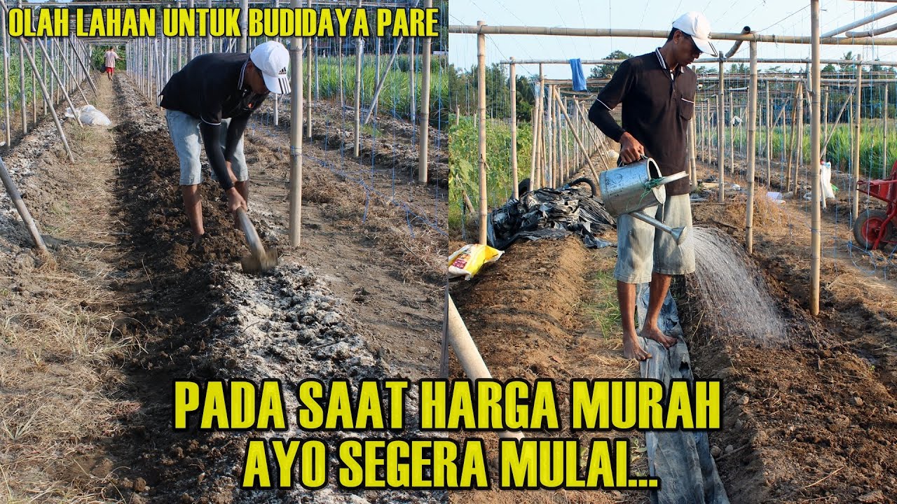 SAAT YANG PALING TEPAT UNTUK BUDIDAYA PARE