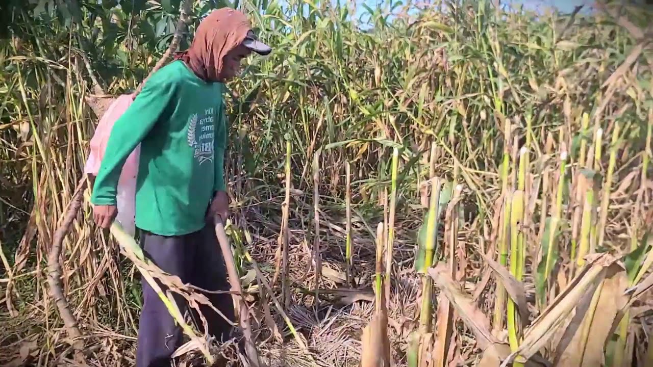 Ground Clearing: Prepping the Field After the Corn Harvest #RuralAgriculture #TraditionalFarming