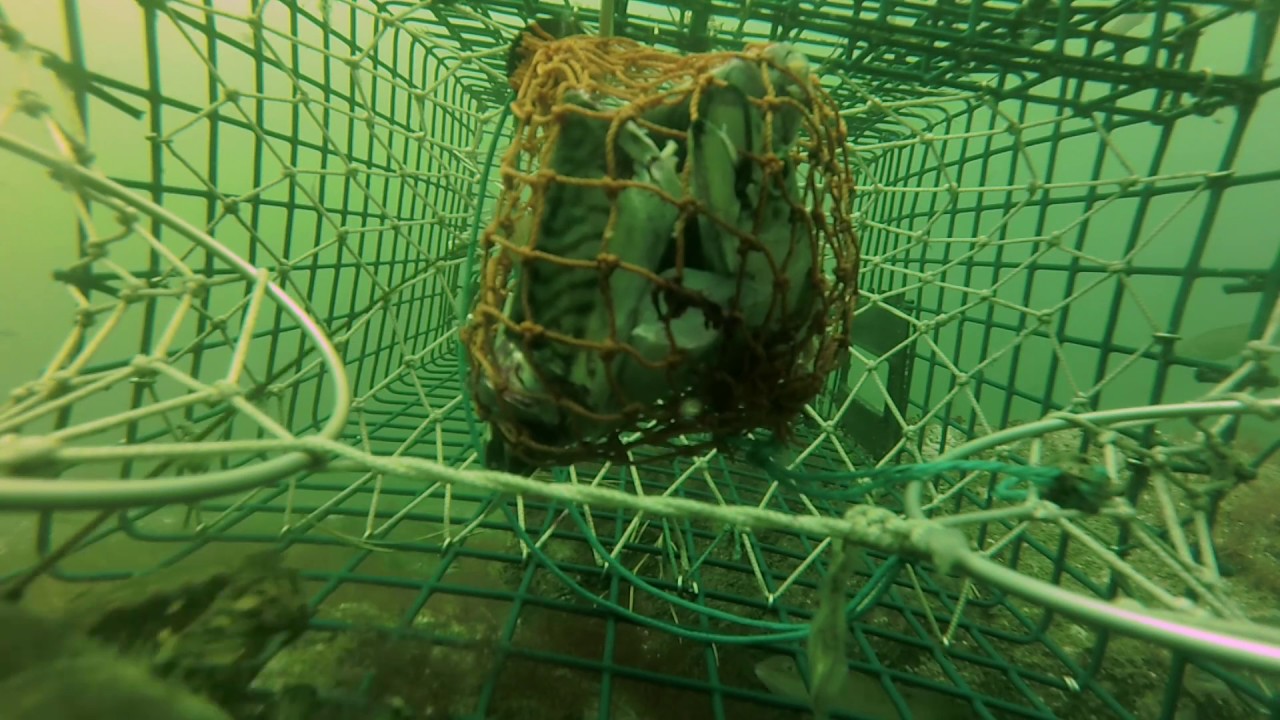 Live look at lobster trap in action