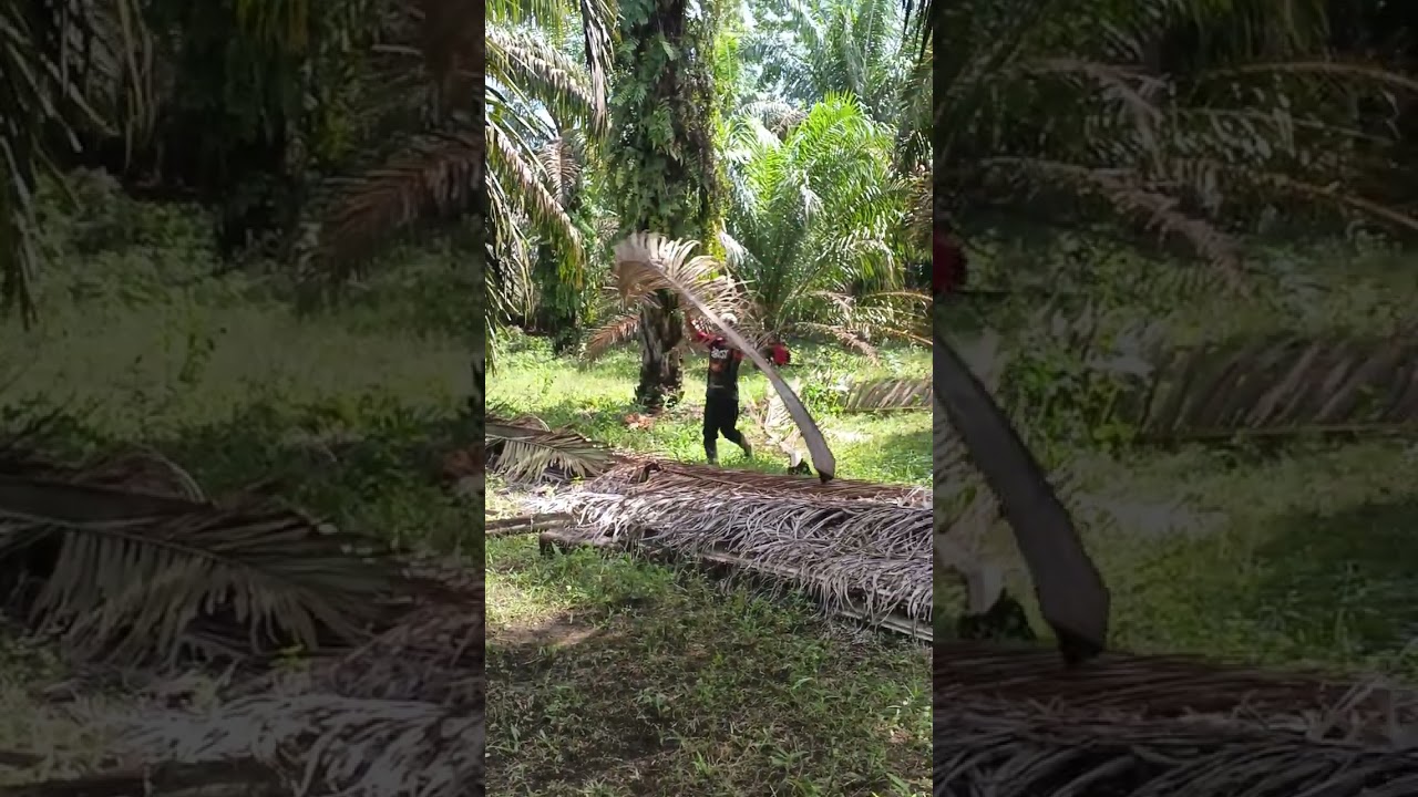 Ini Ahlinya tukang panen, bukan kaleng-kaleng, sekali tarik 2 dan 3 pelepah berjatuhan