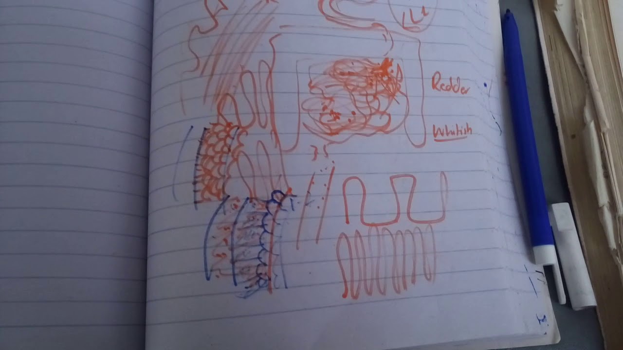 JEJUNUM and ILEUM extremely important differences part 2